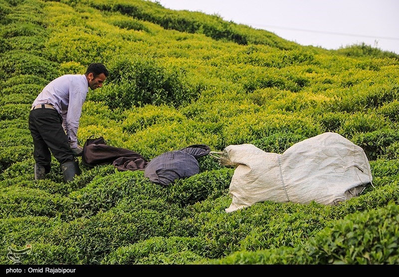 رئیس سازمان چای کشور: ۲۰۰۰ هکتار از باغات رهاشده چای به چرخه تولید بازمی‌گردد
