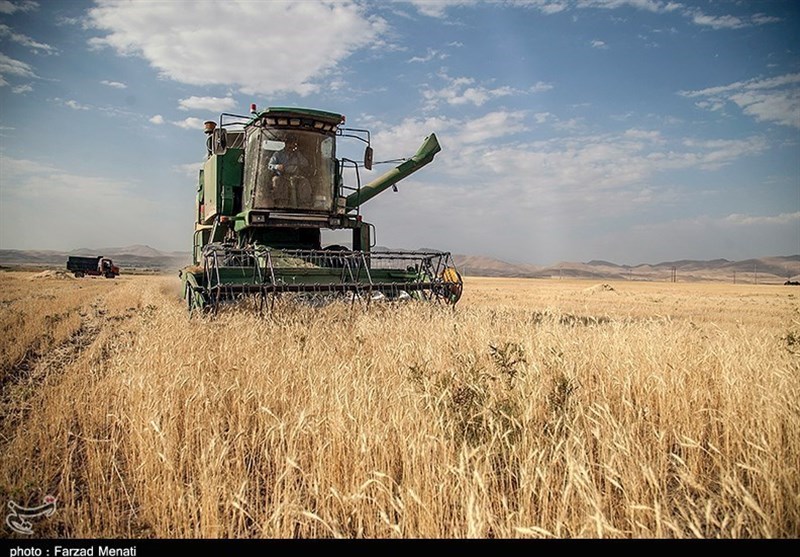پیش‌بینی برداشت ۹ میلیون تن گندم در کشور/ قیمت جدید گندم هفته آینده اعلام می‌شود