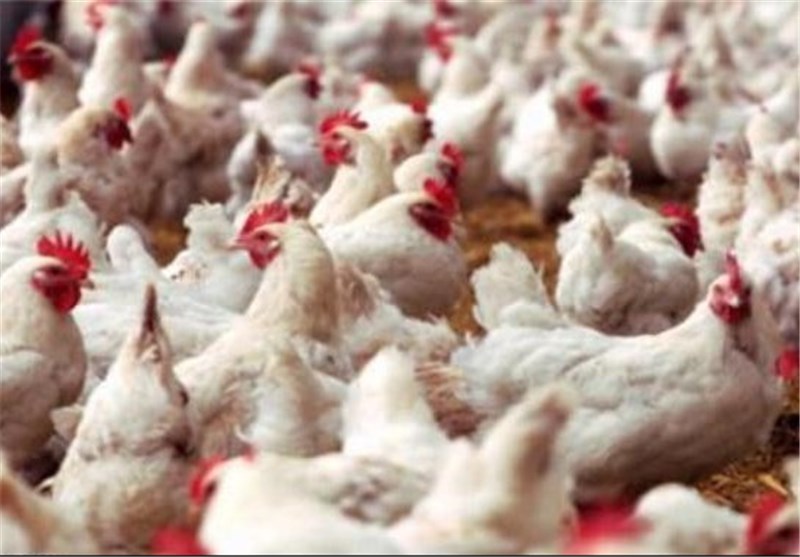 یک میلیون قطعه جوجه‌ریزی برای تنظیم بازار مرغ در استان خراسان شمالی / بانک نقدینگی تولیدکنندگان را تامین می‌کند فیلم