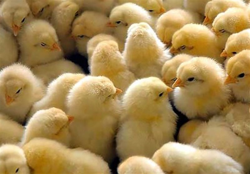 گزارش| وضعیت جوجه‌ریزی در قلب ایران/ سمنان، تامین کننده‌ مهم گوشت مرغ پایتخت با ۷۰ درصد تولید مازاد فیلم