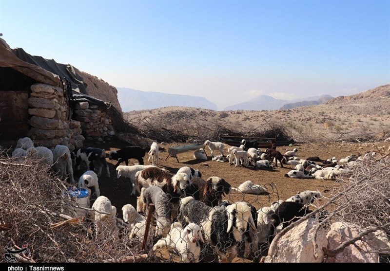 به داد دامداران برسید؛ عشایرکارت نرسید