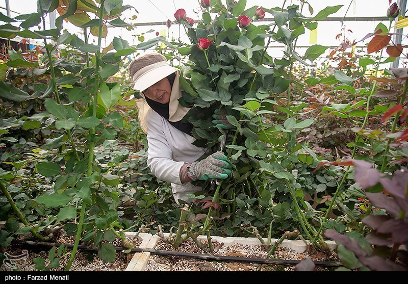 پای دلال‌ها به گلخانه‌ها باز شد/ روایتی از قاچاق گل تزئینی به ایران/ صادرات ۴۰ شاخه گل معادل یک بشکه نفت فیلم