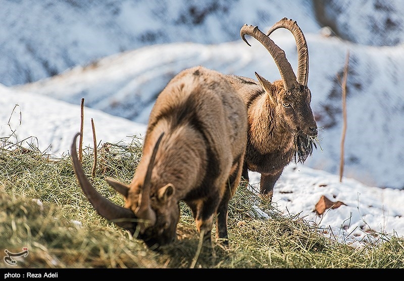 ماجرای شکار ۳ بز کوهی در لرستان چه بود؟