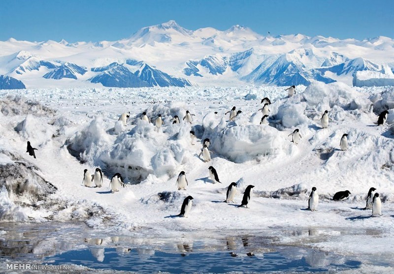قطب شمال ۴ برابر سریع‌تر از بقیه کره زمین گرم می‌شود!