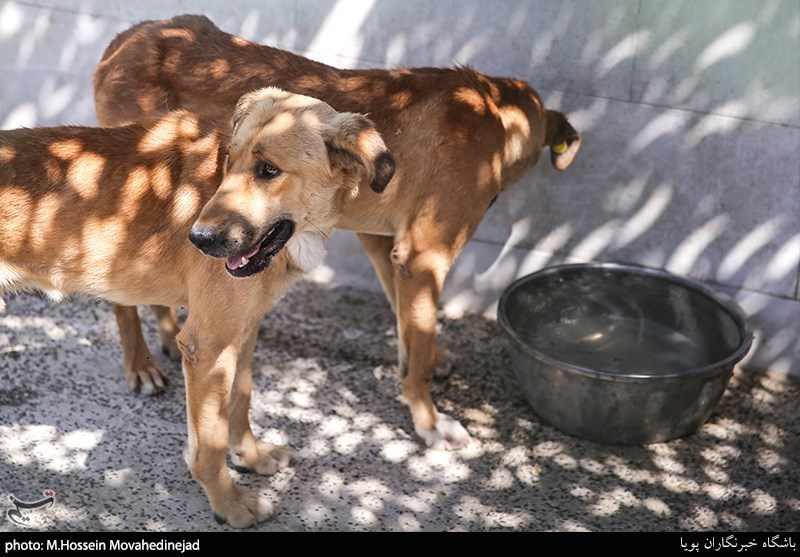 خطر مدفوع رهاسازی‌شده سگ‌ها در کمین سلامتی انسان/ کدام بیماری‌ها از طریق مدفوع سگ منتقل می‌شوند؟
