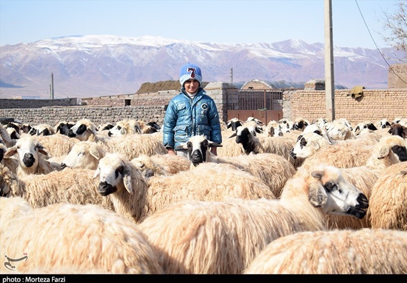 ازسرگیری صادرات دام تا ۲ هفته آینده/ دام ایران به ۲ برابر قیمت جهانی فروش می‌رود