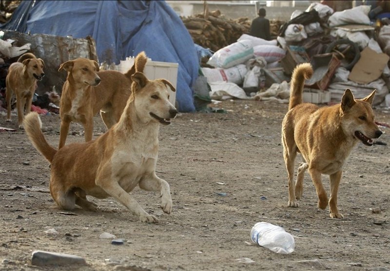 ماجرای حمله سگ‌های ولگرد به دو دختربچه در کرمان چه بود؟ فیلم و عکس