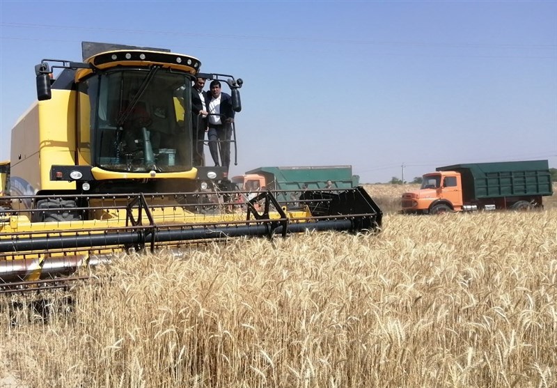 خرید گندم از کشاورزان ۲۶درصد افزایش یافت